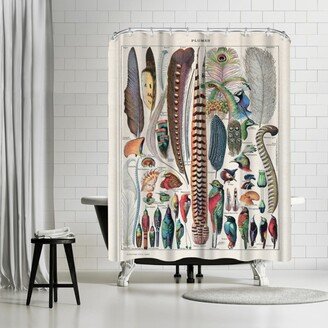 71 x 74 Shower Curtain, Plumes Vintage Art Print by Samantha Ranlet