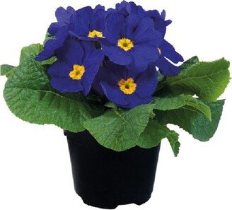 Primula Seeds Paradiso Early Blue 50 Primrose