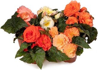 Trailing Begonia Seeds Limitless® Salmon Shades 15 Pelleted