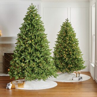 Balsam Fir Full Profile Tree