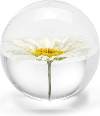 In Flore Daisy Paperweight, 7 cm, White