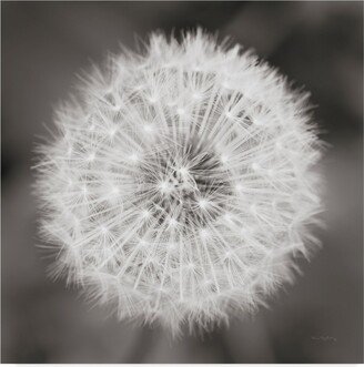 Alan Majchrowicz Dandelion Seedhead Canvas Art - 27 x 33