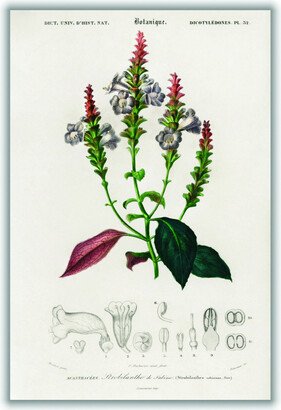 Stanley Print House Strobilanthes Sabiniana