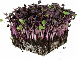 Organic Rambo Purple Radish Microgreen Seeds | Non-Gmo Heirloom Sprouts