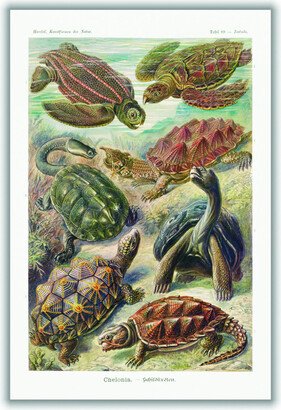 Stanley Print House Chelonia–Schildkröten By Ernst Haeckel