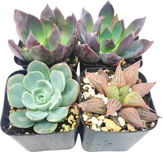 2 - 4 Pack Assorted Succulent Favors Collection Wedding, Party Favors, Bridal Shower, Baby Arrangements; 2+ Varieties