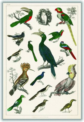 Stanley Print House Various Type Of Birds Ii