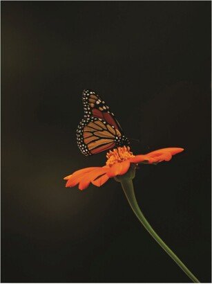 Kurt Shaffer Photographs Monarch on Orange Canvas Art - 27 x 33.5