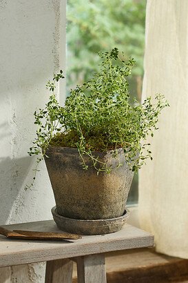 Earth Fired Clay Square Top Pot + Saucer Set