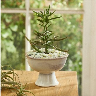 Pedestal Ceramic Bowl Planter