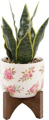 12 Snake Plant in Ceramic on Stand