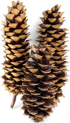 5x Giant Oregon Sugar Pine Cones 5 Pack. 12