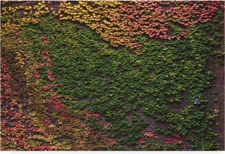 Kurt Shaffer Photographs Autumn Ivy Canvas Art - 19.5 x 26