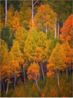 Darren White Photography Autumn Trees Photograph Canvas Art - 36.5 x 48