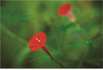 Kurt Shaffer Photographs Red Green in Nature Canvas Art - 15.5 x 21