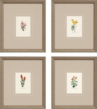 Paragon Picture Gallery Western Wildflower Framed Art, Set of 4
