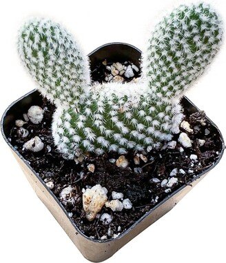 Live Opuntia Microdasys Albata Bunny Ears Cactus, Rooted in 4'' Container, Perfect For Outdoor Office Garden Decor, Cactus Gift, Lover