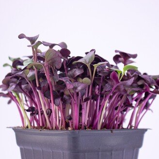 Purple Radish Microgreen Seeds | Non-Gmo Heirloom For Sprouting