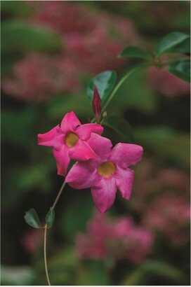 Kurt Shaffer Photographs Mandevilla against Hydrangea Canvas Art - 15.5 x 21