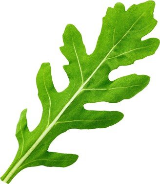 Runway Arugula Deep Lobed Oakleaf Italian Rocket Roquette Heirloom Premium Seed Packet