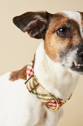 The Foggy Dog Holiday Collar