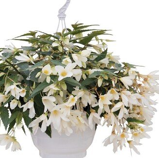 Begonia Seeds Boliviensis F1 Groovy White 15 Thru 100 Pelleted