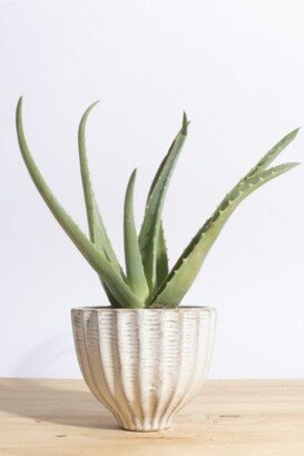 Home Botanicals Aloe Vera in Ceramic Acorn Planter