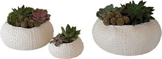 Ceramic Urchin Bowl-AA