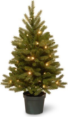 National Tree Company National Tree 3' Jersey Fraser Fir Tree with Battery-Operated Warm White Led Lights