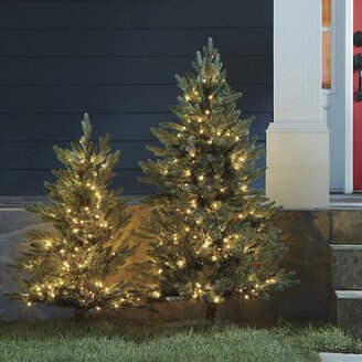 Staked Twinkling Frasier Fir Tree 3'