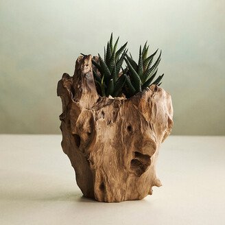 Teak Root Form Planter, 6