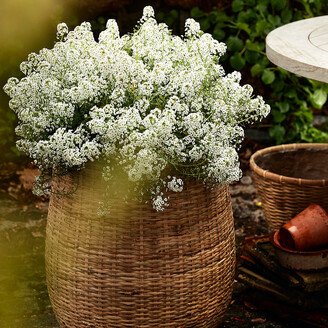 Bamboo Fiber Planter, Tall Drop