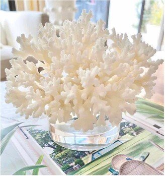 Lace Coral On Clear Beveled Base