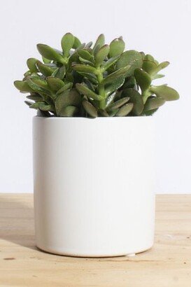 Home Botanicals Jade Succulent in White Cylinder Ceramic Planter