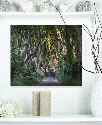 Designart 'The Dark Hedges Ireland Landscape' Photography Metal Wall Art - 20 X 12