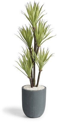 Yucca Tree in Gray Planter