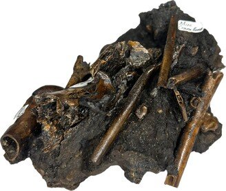Fossil Bones From Bird & Mammal Pleistocene Age La Brea Formation Los Angeles