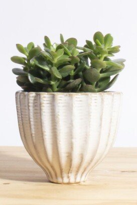 Home Botanicals Jade Succulent in Acorn Ceramic Planter