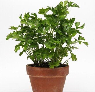 Simplyherbs™ Parsley 25 Multi Pelleted Seeds Herb