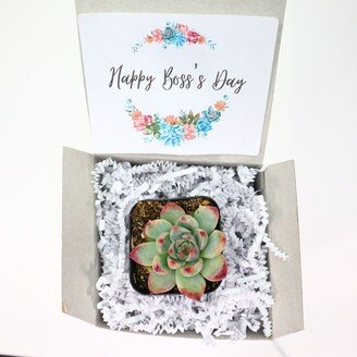 Happy Boss's Day | Live Succulents Gifts For Plant Lovers Succulent Planters Wedding Baby Shower Birthday Party Favor Gift