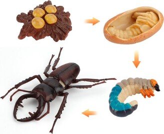 stag Beetle - Life Cycle Pvc Model Toy, Around 4-8cm-Nature History Education, Kids Gift, Collection, Lucanidae