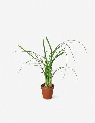 Lulu and Georgia Live Palm Ponytail Plant