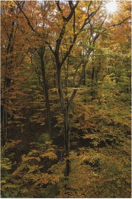 Kurt Shaffer Photographs Sunlight in a November Forest Canvas Art - 15.5 x 21