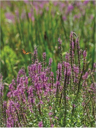 Kurt Shaffer Photographs Monarch in a Purple Marsh Canvas Art - 15.5 x 21