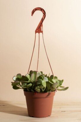 Home Botanicals Trailing Jade Succulent in 6 Grow Pot with Hanger Included