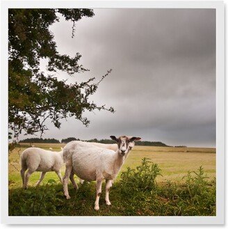 Photo Tiles: Sheep Flock In A Field Photo Tile, White, Framed, 8X8, Green