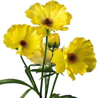 Butterfly Ranunculus Artemis Corm Bulb