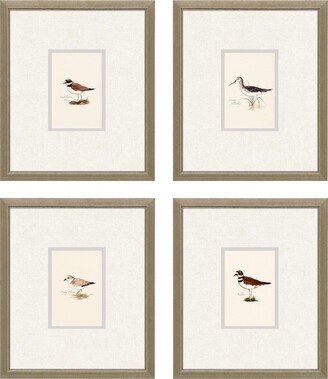 Paragon Picture Gallery Shorebirds Framed Art, Set of 4