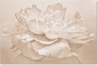 Cora Niele 'White Peony' Canvas Art, 12 x 19