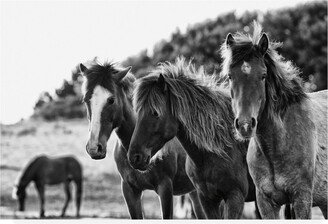 Aledanda Horses Three Crop Canvas Art - 27 x 33.5